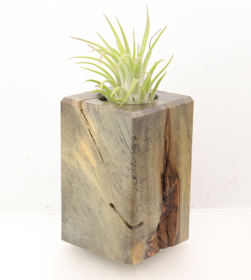 Wood Burl Wood+Resin Air Plant Holder - Beckett (Wood Burl, 700425)