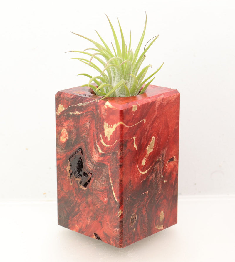 Wood Burl Wood+Resin Air Plant Holder - Tabatha (Wood Burl, 700426)