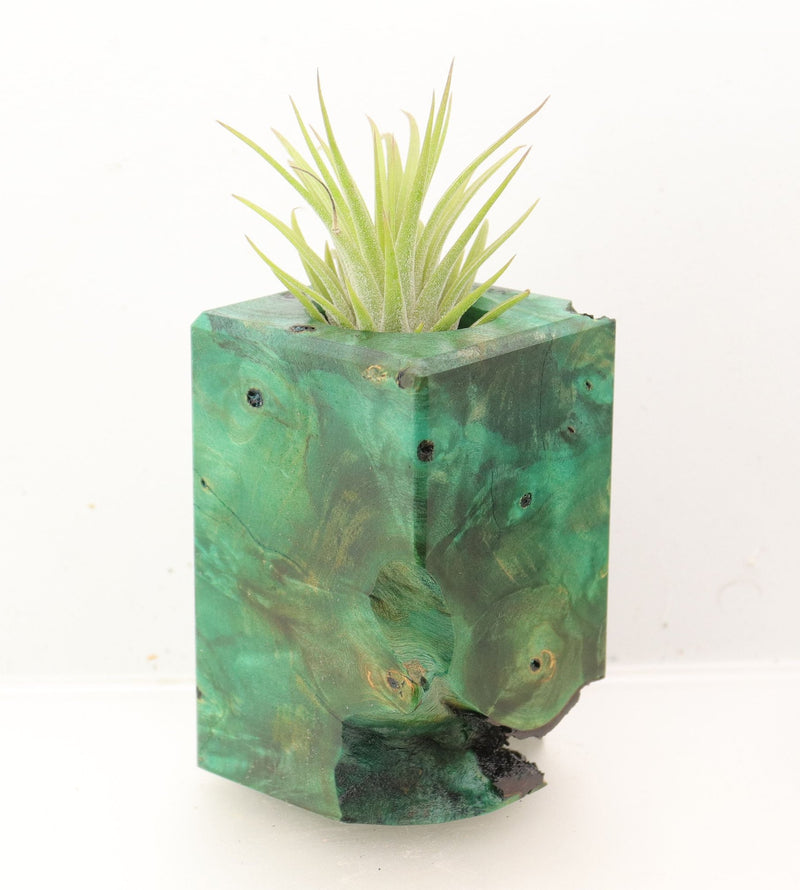 Wood Burl Wood+Resin Air Plant Holder - Isla (Wood Burl, 700427)