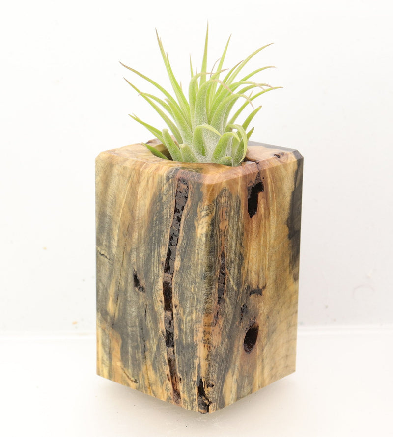 Wood Burl Wood+Resin Air Plant Holder - Joseph (Wood Burl, 700428)