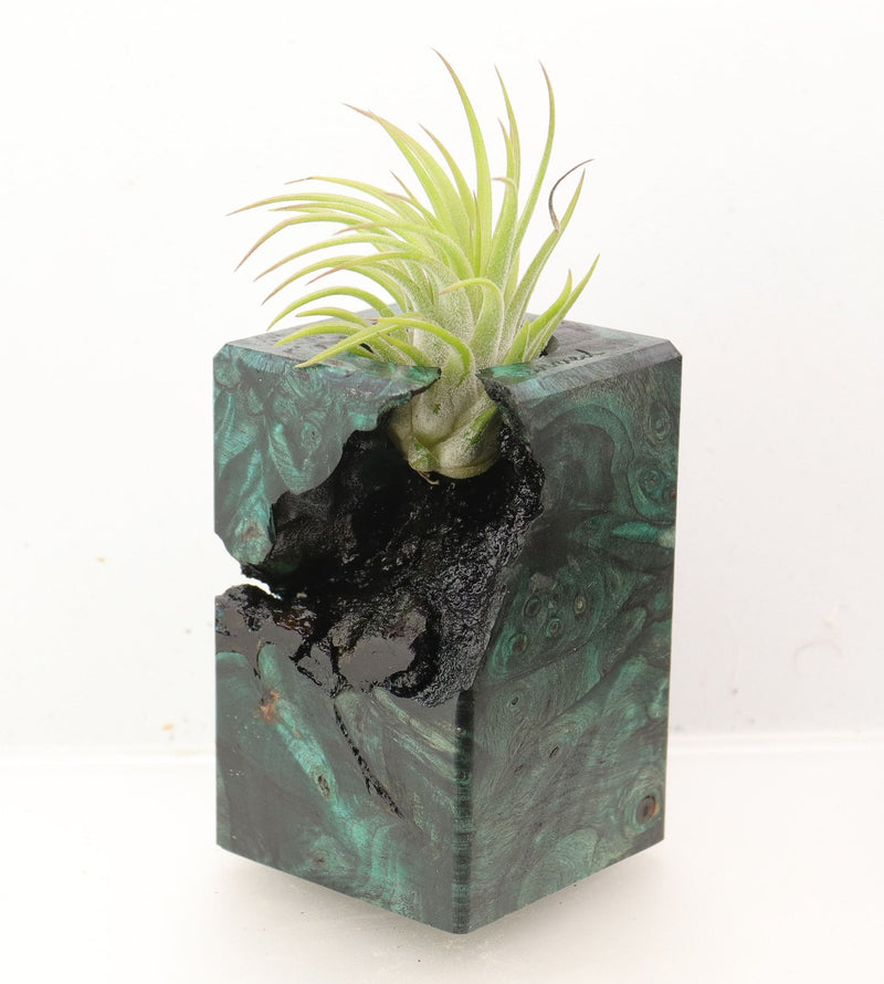 Wood Burl Wood+Resin Air Plant Holder - Heidi (Wood Burl, 700429)