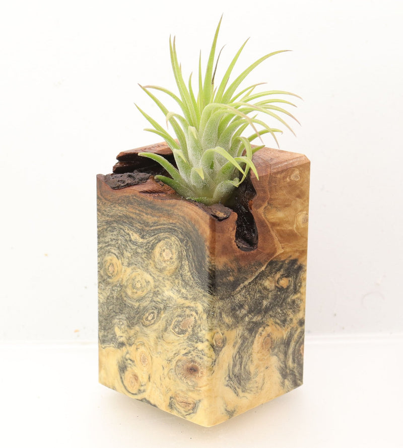Wood Burl Wood+Resin Air Plant Holder - Terri (Wood Burl, 700430)