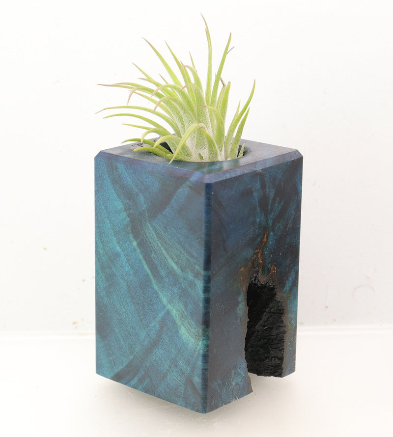 Wood Burl Wood+Resin Air Plant Holder - Aviana (Wood Burl, 700431)