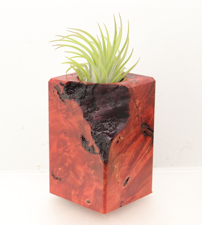 Wood Burl Wood+Resin Air Plant Holder - Miriam (Wood Burl, 700432)