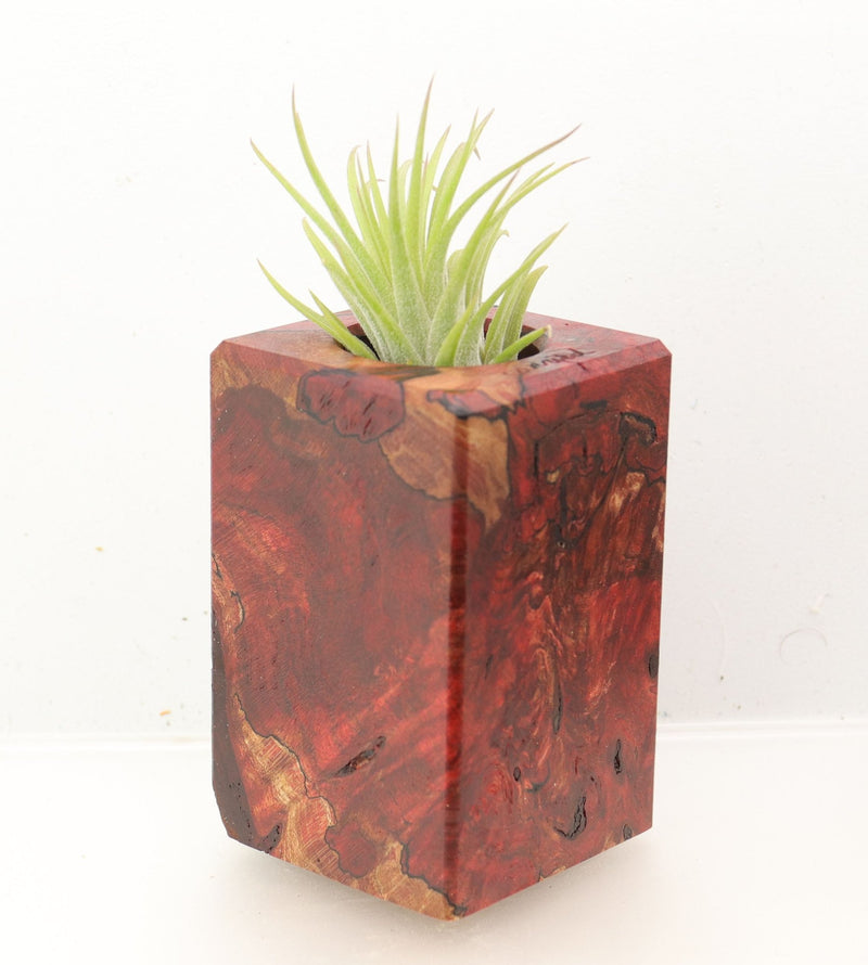 Wood Burl Wood+Resin Air Plant Holder - Marcos (Wood Burl, 700433)