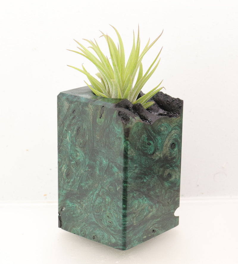 Wood Burl Wood+Resin Air Plant Holder - Tessa (Wood Burl, 700434)