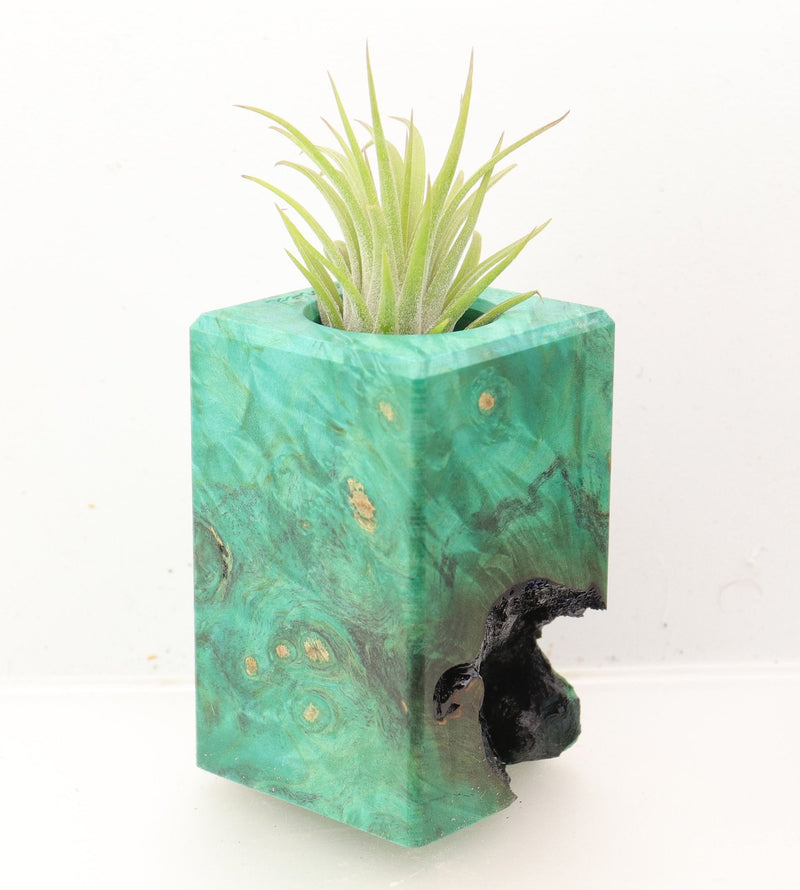 Wood Burl Wood+Resin Air Plant Holder - Erma (Wood Burl, 700435)