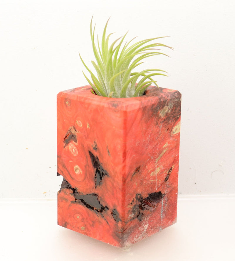Wood Burl Wood+Resin Air Plant Holder - Lyle (Wood Burl, 700436)
