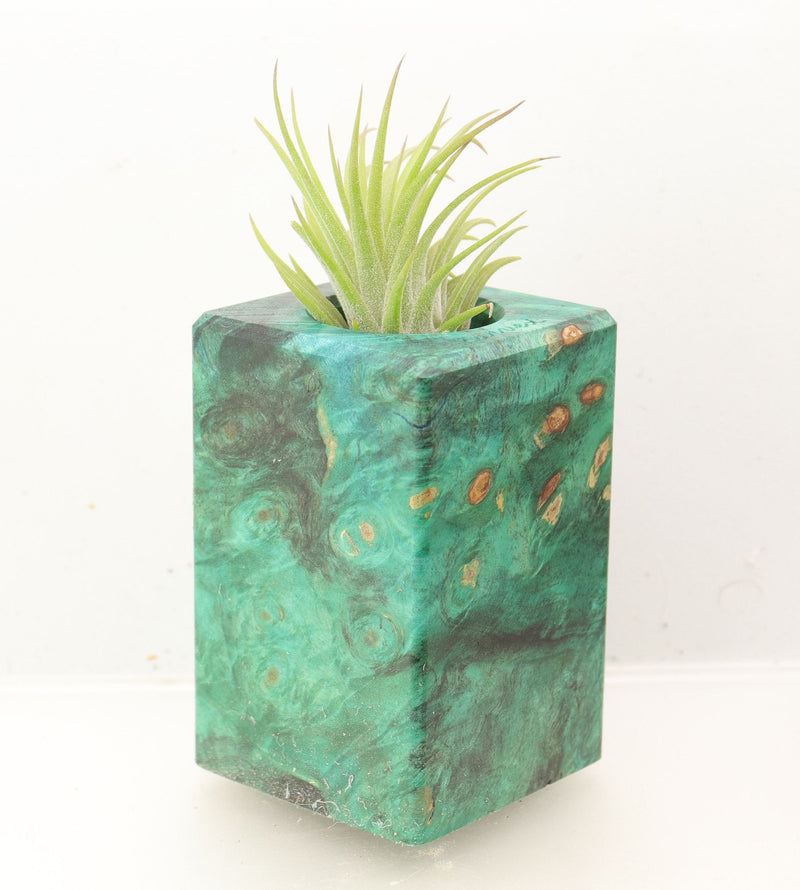 Wood Burl Wood+Resin Air Plant Holder - Tommy (Wood Burl, 700437)