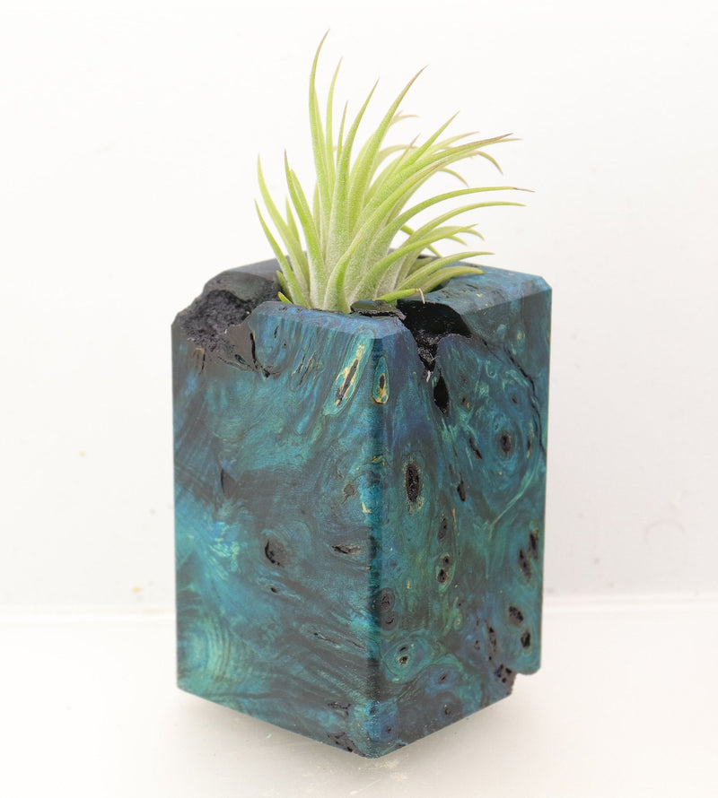 Wood Burl Wood+Resin Air Plant Holder - Lori (Wood Burl, 700438)
