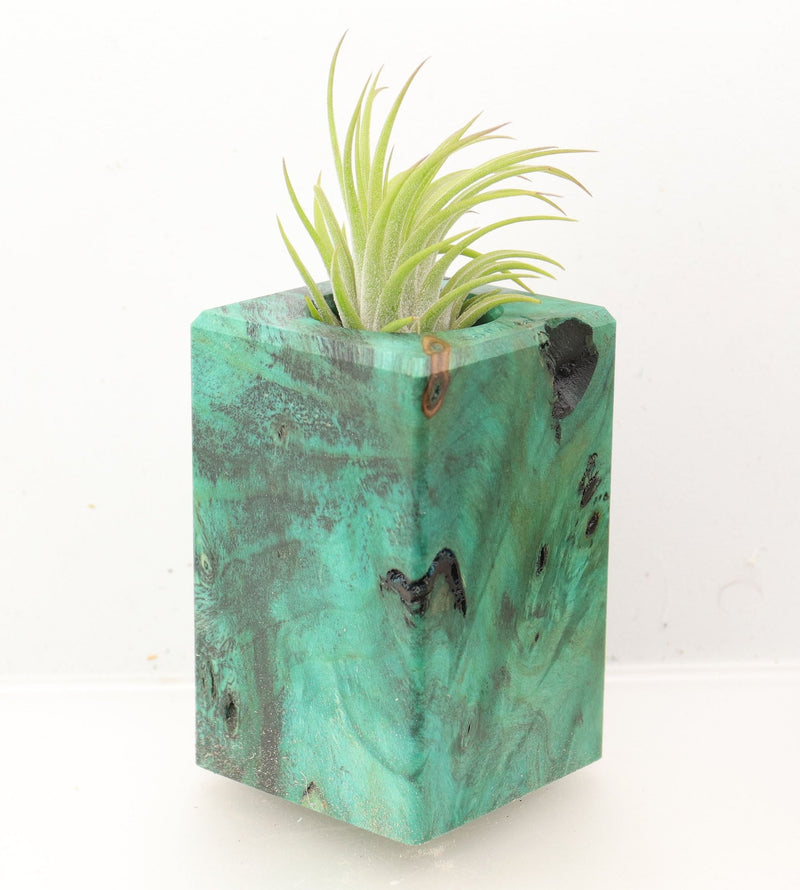 Wood Burl Wood+Resin Air Plant Holder - Ida (Wood Burl, 700439)