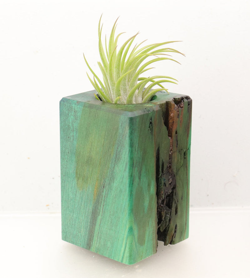 Wood Burl Wood+Resin Air Plant Holder - Tevin (Wood Burl, 700440)