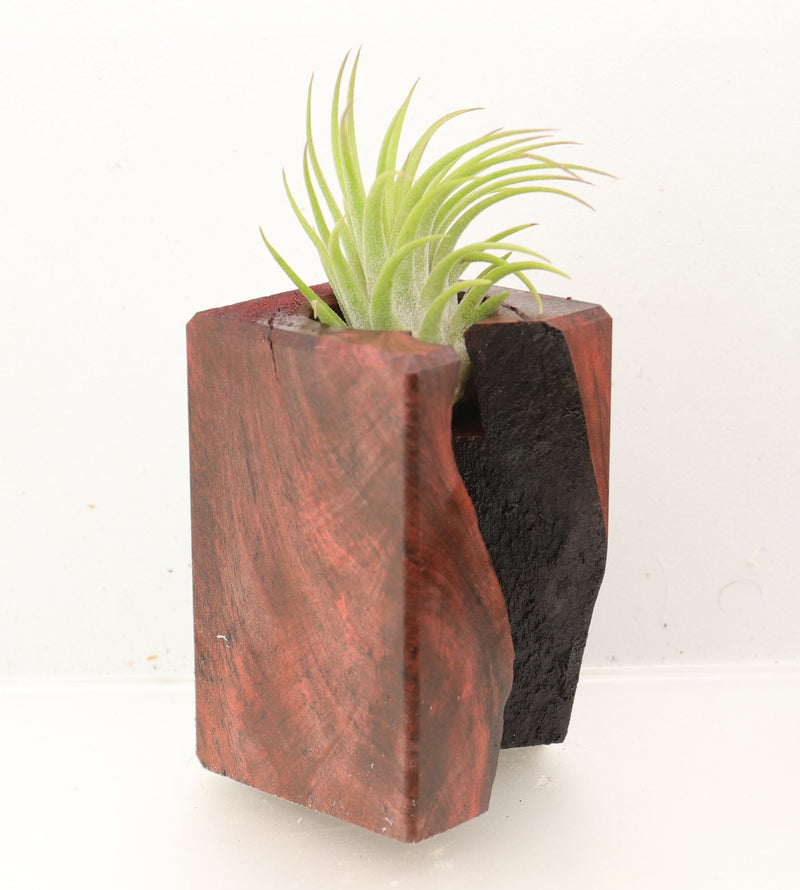 Wood Burl Wood+Resin Air Plant Holder - Alejandro (Wood Burl, 700441)