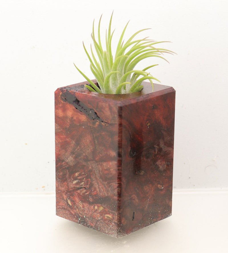 Wood Burl Wood+Resin Air Plant Holder - Zayn (Wood Burl, 700442)