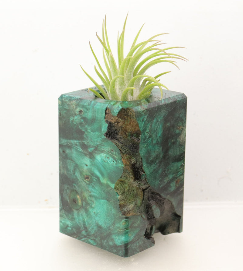 Wood Burl Wood+Resin Air Plant Holder - Mamie (Wood Burl, 700443)