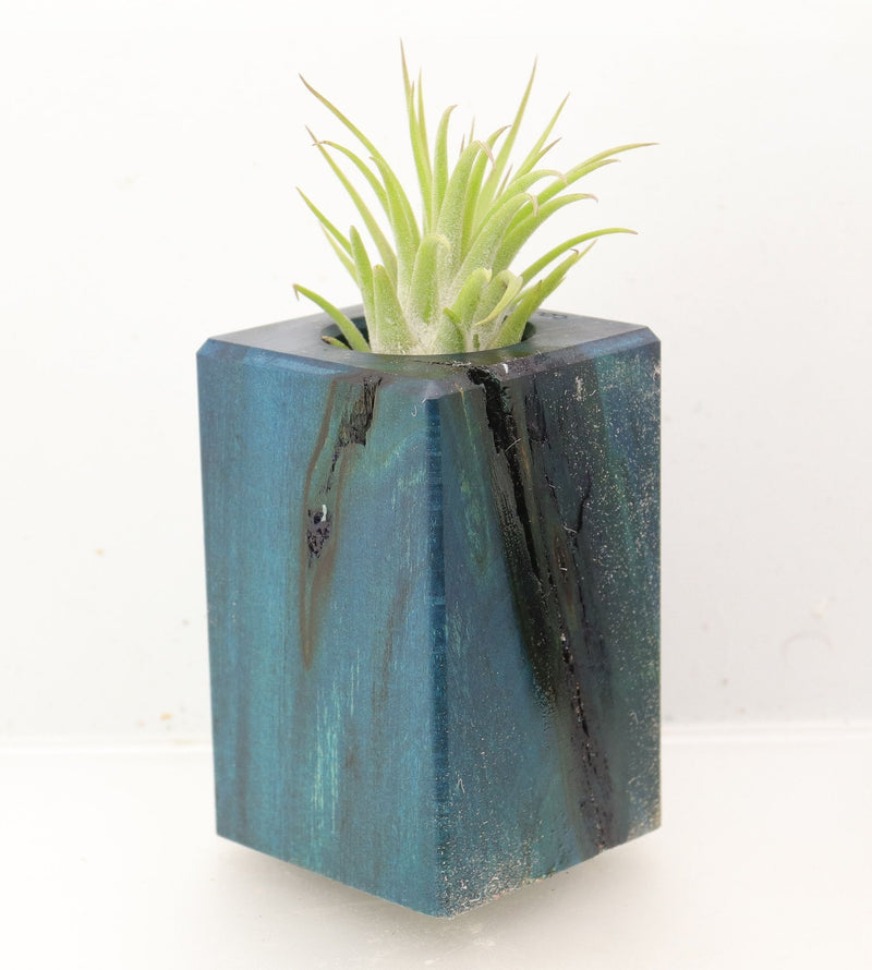 Wood Burl Wood+Resin Air Plant Holder - Hayes (Wood Burl, 700444)