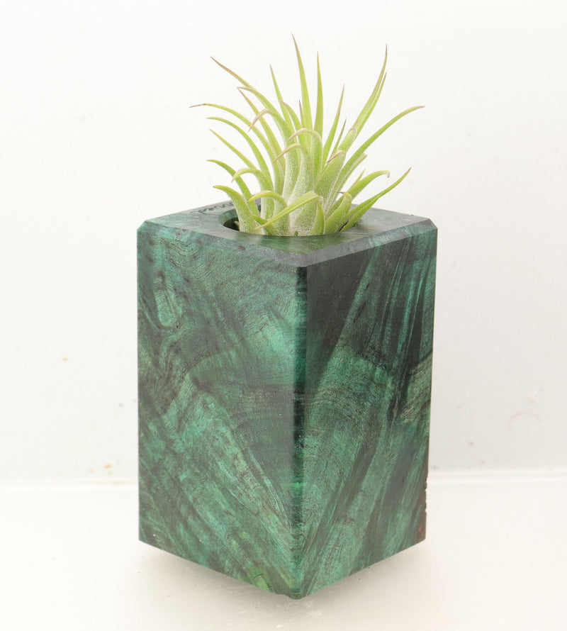 Wood Burl Wood+Resin Air Plant Holder - Adelyn (Wood Burl, 700445)