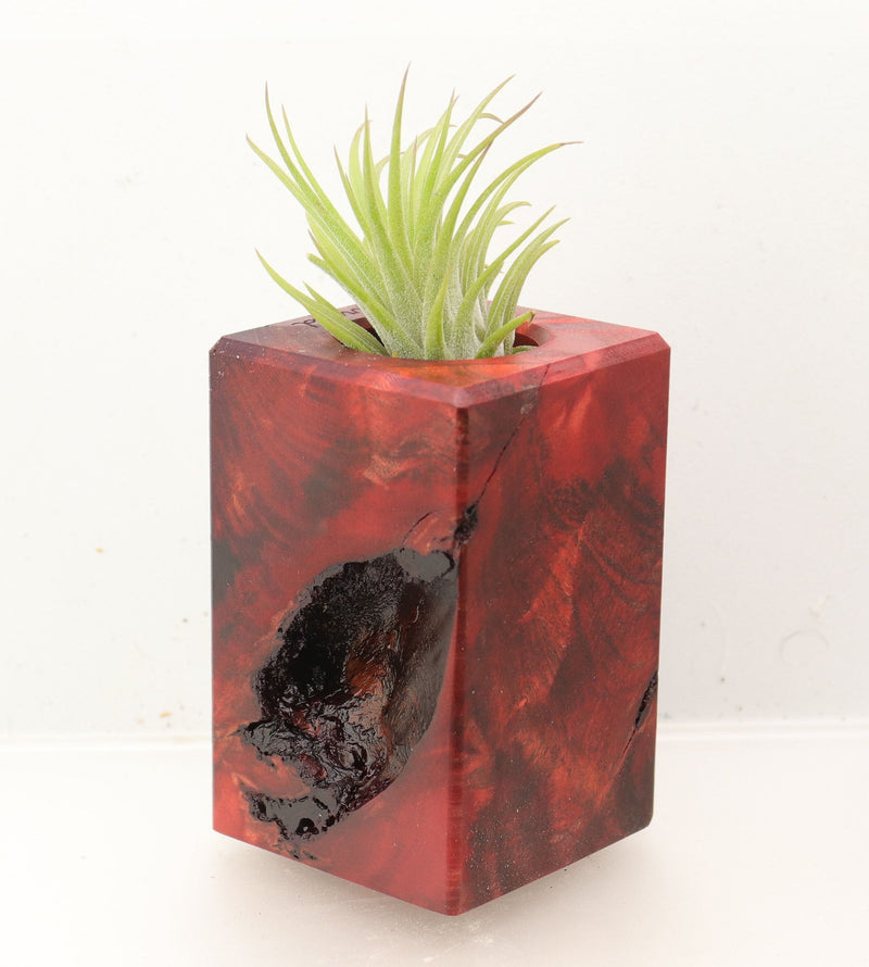 Wood Burl Wood+Resin Air Plant Holder - Yaretzi (Wood Burl, 700446)