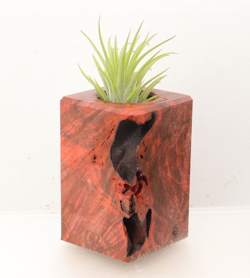 Wood Burl Wood+Resin Air Plant Holder - Ervin (Wood Burl, 700447)