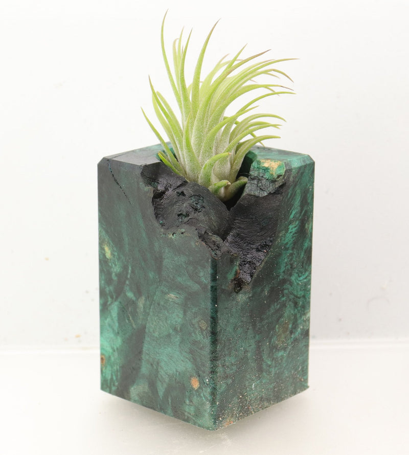 Wood Burl Wood+Resin Air Plant Holder - Gail (Wood Burl, 700448)