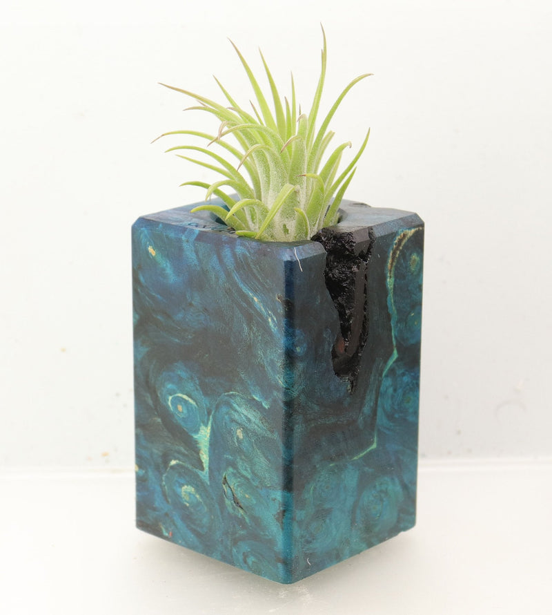 Wood Burl Wood+Resin Air Plant Holder - Julie (Wood Burl, 700449)