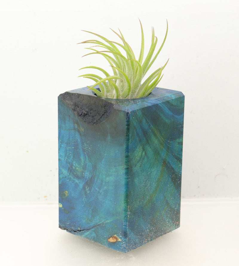 Wood Burl Wood+Resin Air Plant Holder - Neal (Wood Burl, 700450)