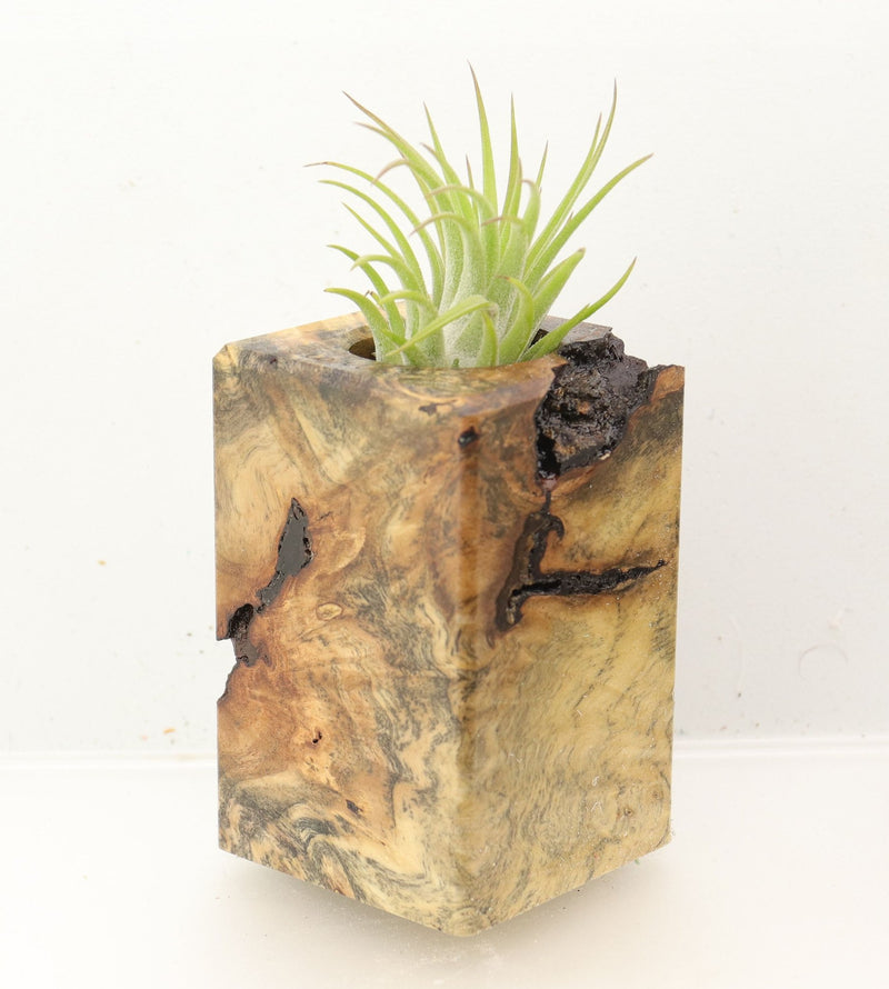 Wood Burl Wood+Resin Air Plant Holder - Mallory (Wood Burl, 700451)