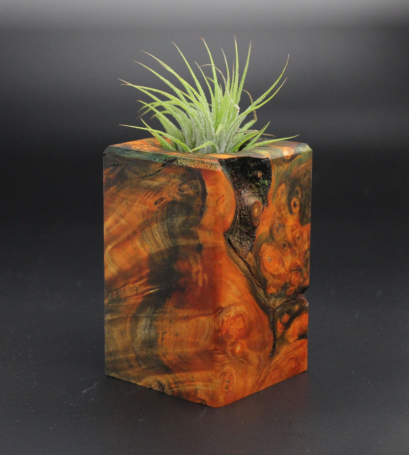 Wood Burl Wood+Resin Air Plant Holder - Serena (Wood Burl, 701218)