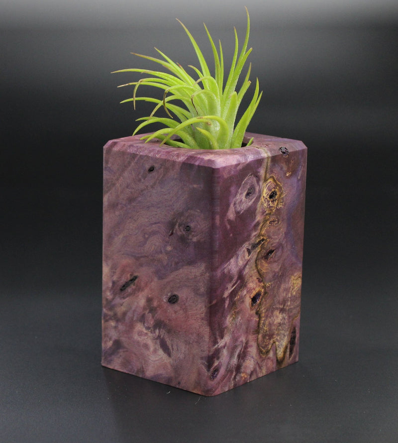Wood Burl Wood+Resin Air Plant Holder - Cortney (Wood Burl, 701220)