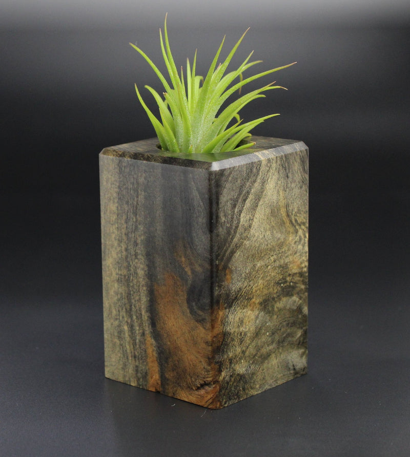 Wood Burl Wood+Resin Air Plant Holder - Christoph (Wood Burl, 701221)