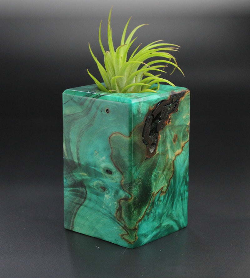 Wood Burl Wood+Resin Air Plant Holder - Effie (Wood Burl, 701222)