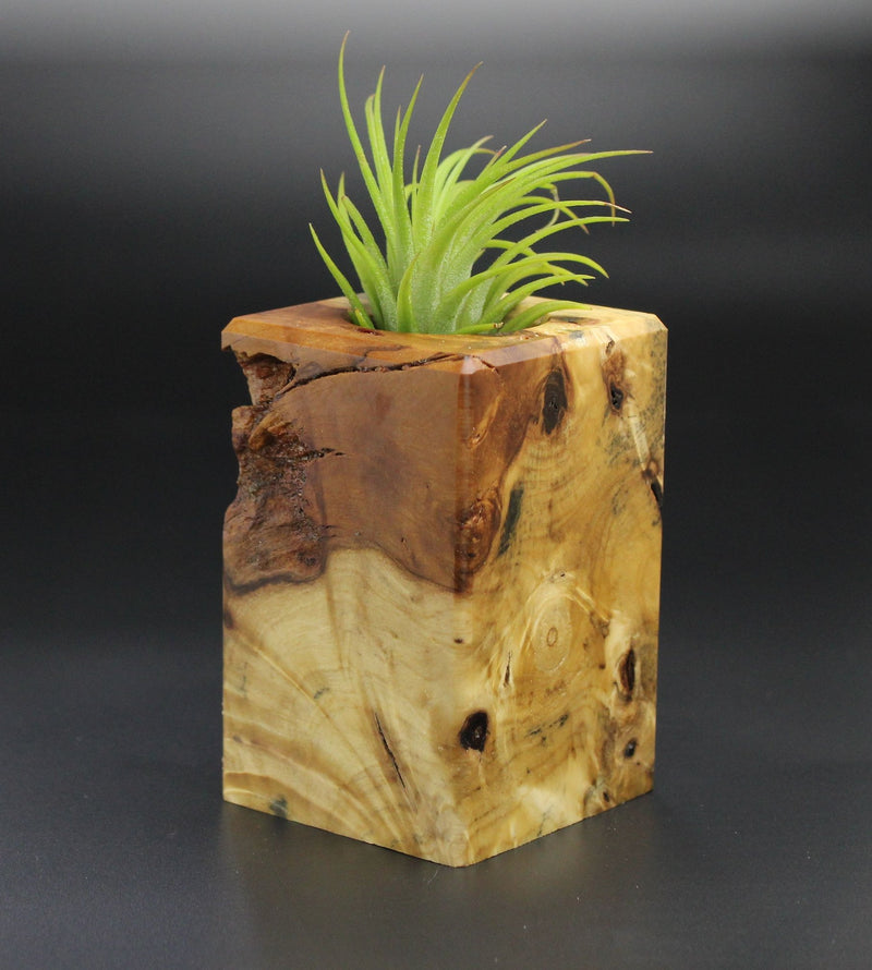 Wood Burl Wood+Resin Air Plant Holder - Barry (Wood Burl, 701223)