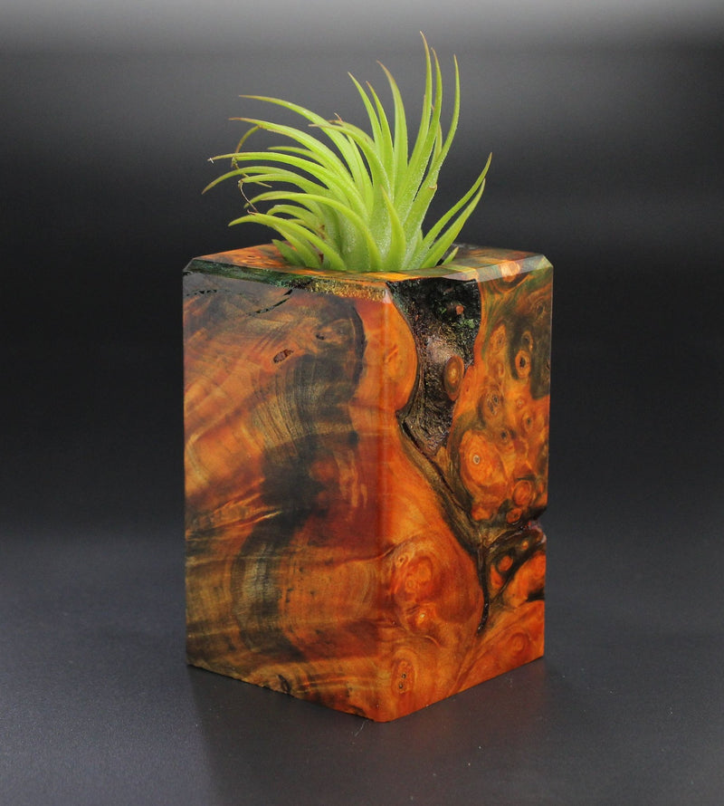 Wood Burl Wood+Resin Air Plant Holder - Kiley (Wood Burl, 701224)
