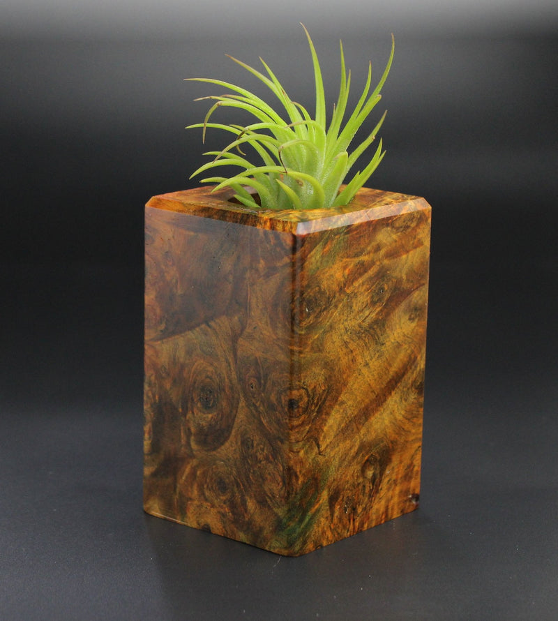 Wood Burl Wood+Resin Air Plant Holder - Bria (Wood Burl, 701225)