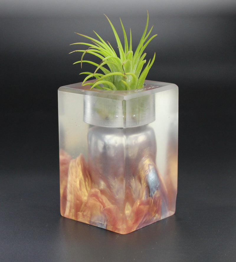 Wood Burl Wood+Resin Air Plant Holder - Tamara (Wood Burl, 701226)