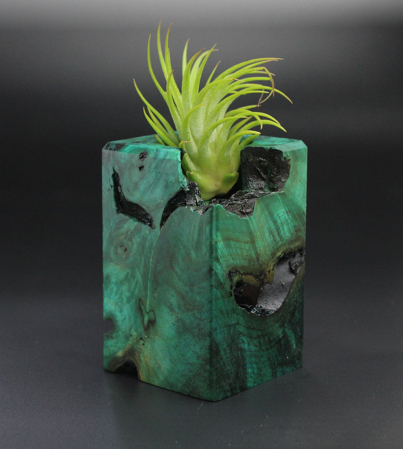 Wood Burl Wood+Resin Air Plant Holder - Abigail (Wood Burl, 701227)
