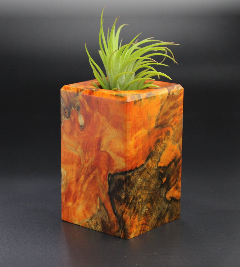 Wood Burl Wood+Resin Air Plant Holder - Patrice (Wood Burl, 701228)