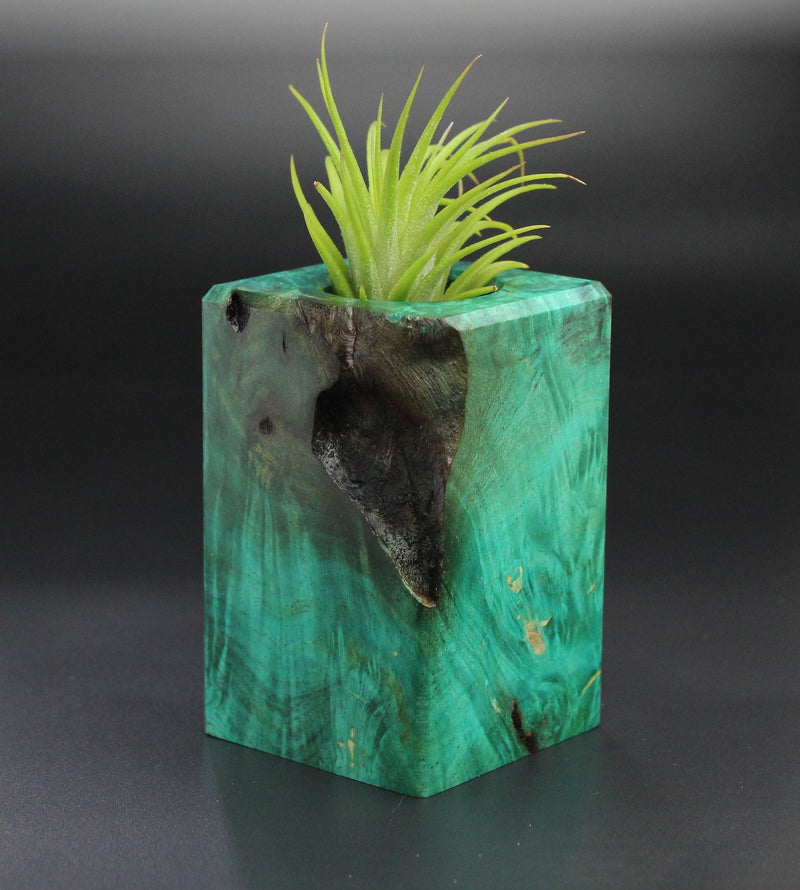 Wood Burl Wood+Resin Air Plant Holder - Peggy (Wood Burl, 701230)