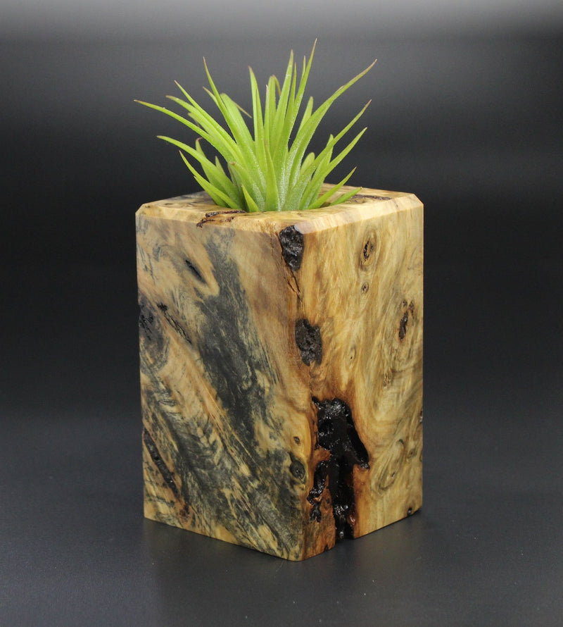 Wood Burl Wood+Resin Air Plant Holder - Rachelle (Wood Burl, 701231)
