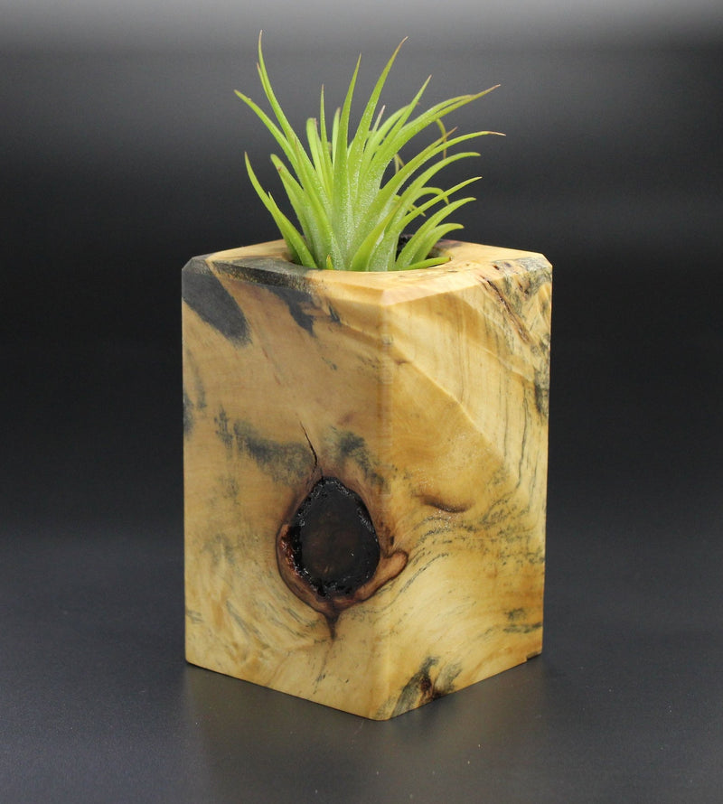 Wood Burl Wood+Resin Air Plant Holder - Tyson (Wood Burl, 701232)