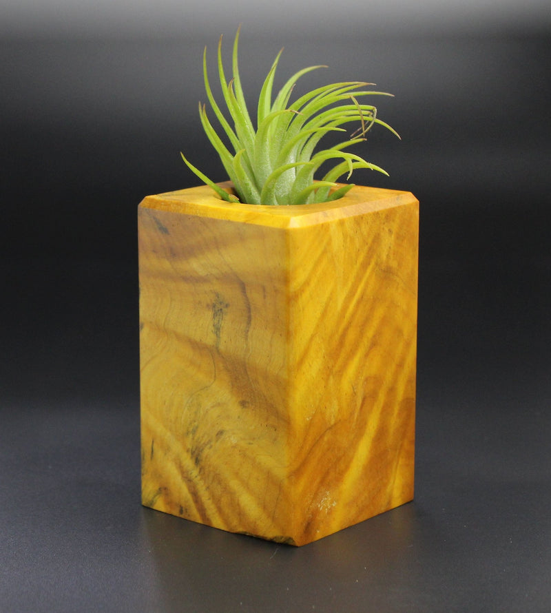Wood Burl Wood+Resin Air Plant Holder - Palmer (Wood Burl, 701233)