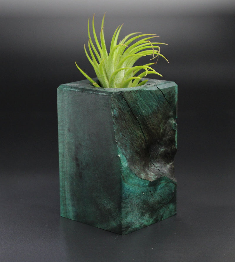 Wood Burl Wood+Resin Air Plant Holder - Cleo (Wood Burl, 701234)