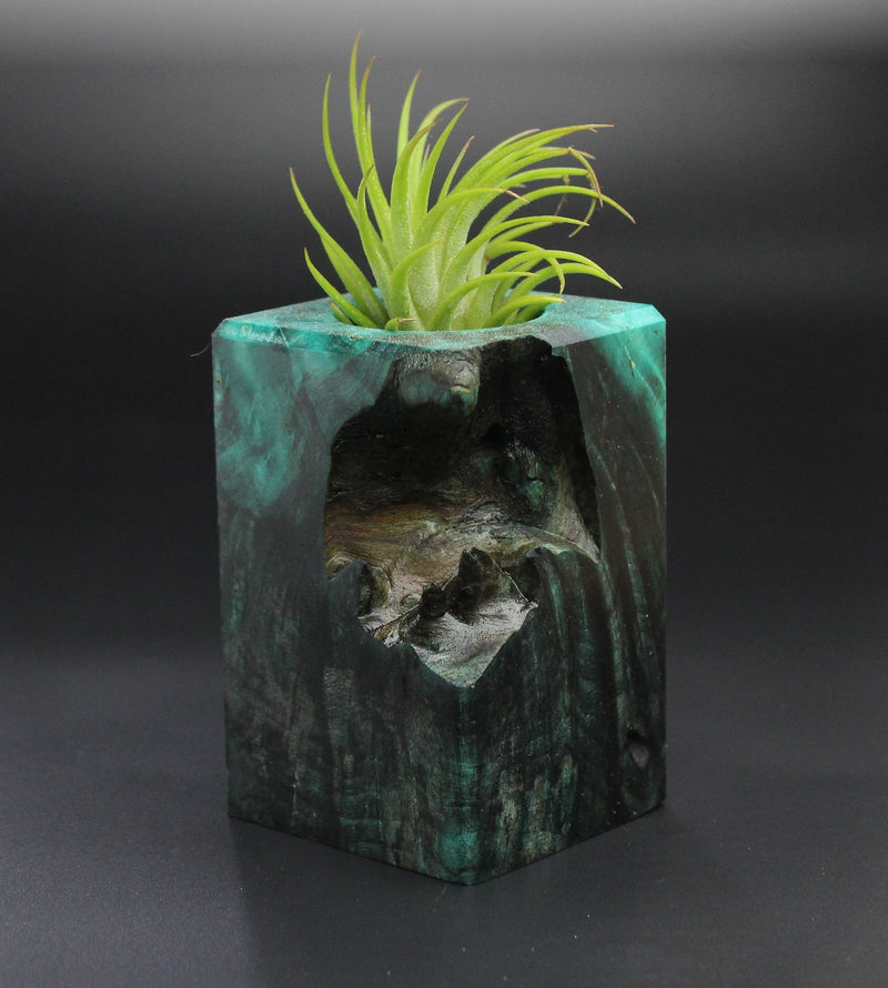 Wood Burl Wood+Resin Air Plant Holder - Lucy (Wood Burl, 701235)