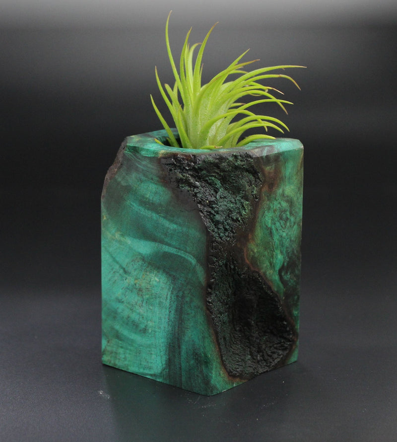 Wood Burl Wood+Resin Air Plant Holder - Emilia (Wood Burl, 701236)