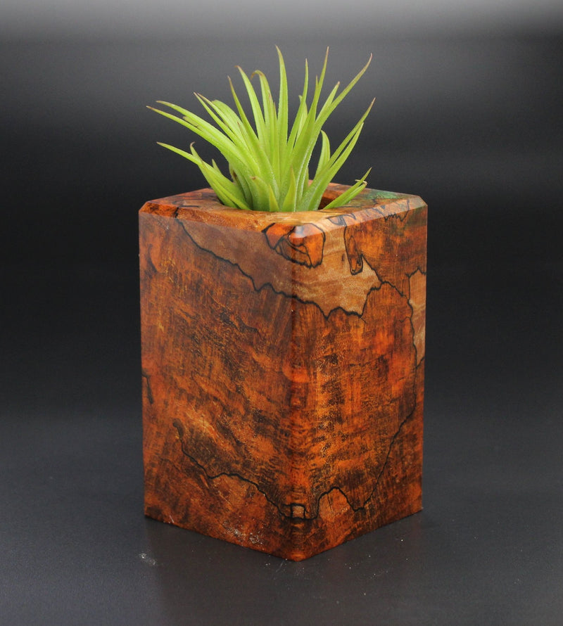 Wood Burl Wood+Resin Air Plant Holder - Sharyn (Wood Burl, 701238)