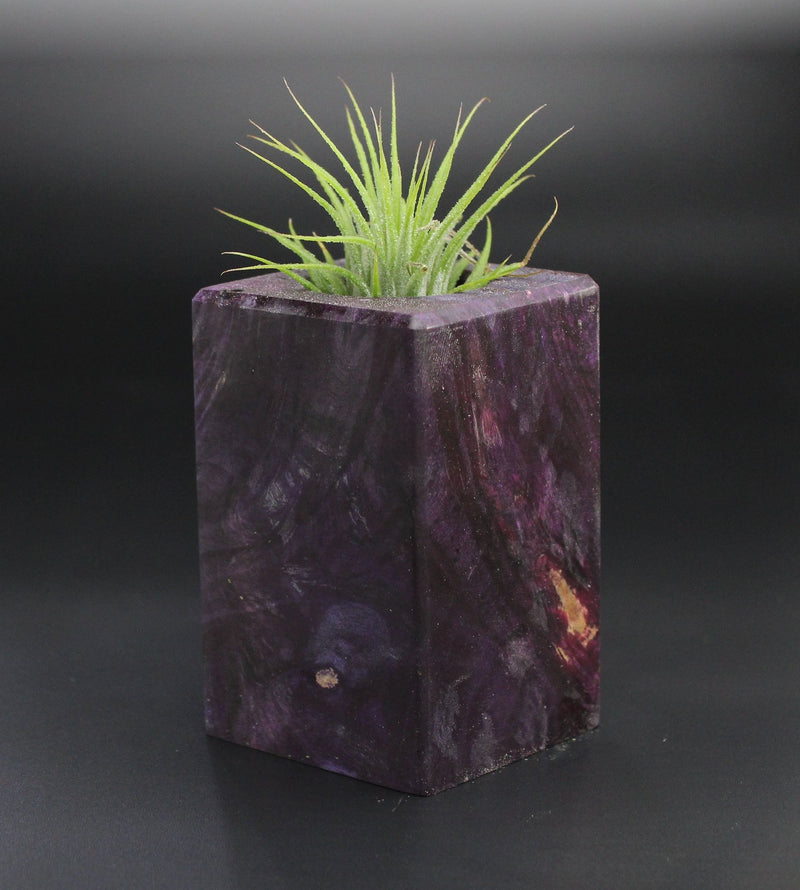 Wood Burl Wood+Resin Air Plant Holder - Averie (Wood Burl, 701239)