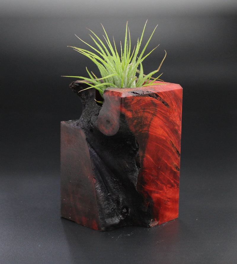Wood Burl Wood+Resin Air Plant Holder - May (Wood Burl, 701240)