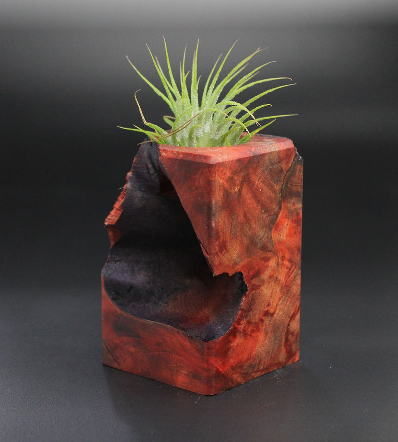 Wood Burl Wood+Resin Air Plant Holder - Alexander (Wood Burl, 701241)