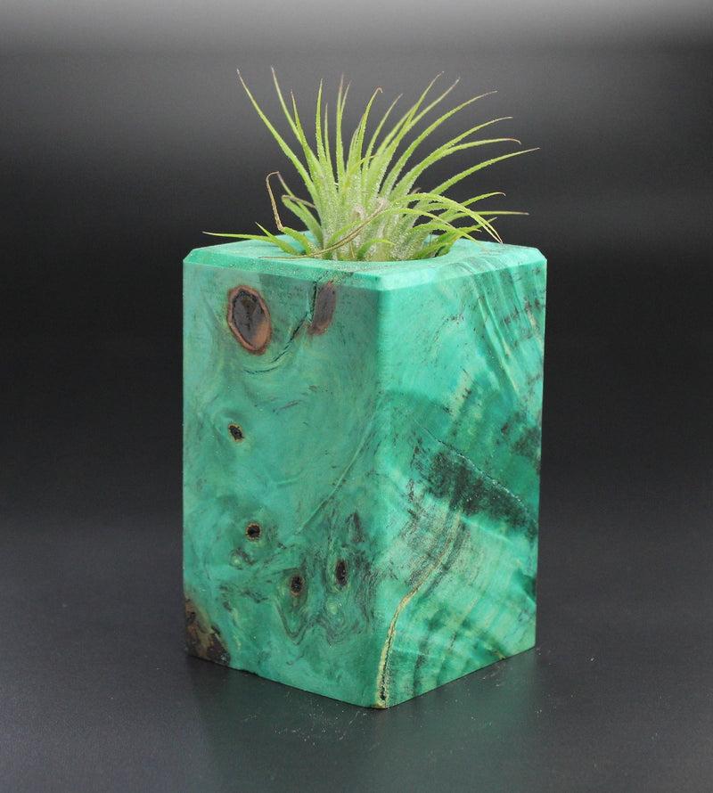 Wood Burl Wood+Resin Air Plant Holder - Breanna (Wood Burl, 701242)