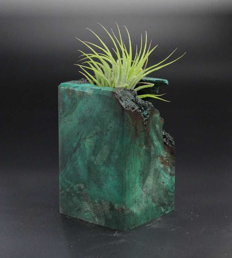 Wood Burl Wood+Resin Air Plant Holder - Malaysia (Wood Burl, 701243)